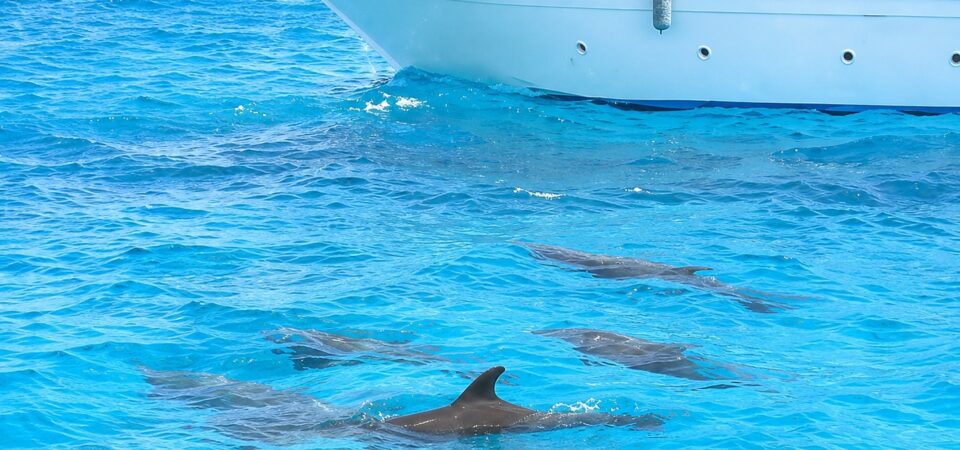Dolphin House Snorkeling Tour Hurghada