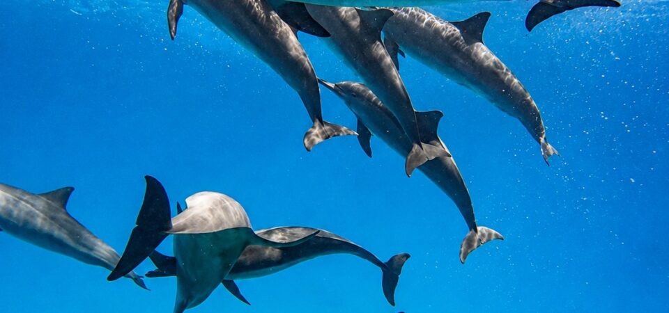 Marsa Alam Snorkeling Tour