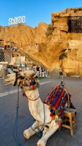 Sharm El Sheikh Desert Safari Tour