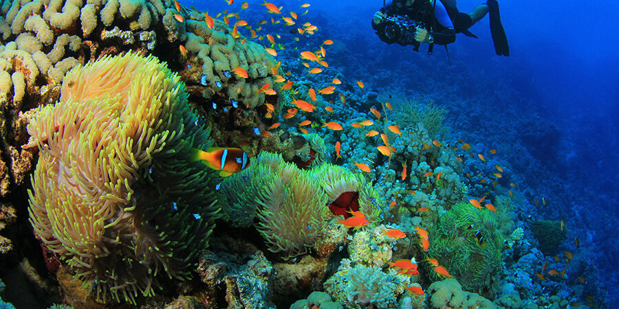 Diving Excursion In Marsa Alam