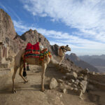 Gallery Thumbnail 5